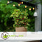 Plant in a Box - Iresine Herbstii 'Yellow' - Gele Biefstukplant - Kamerplant - Pot 13cm - Hoogte 20-30cm