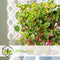 Plant in a Box - Iresine Herbstii 'Yellow' - Gele Biefstukplant - Kamerplant - Pot 13cm - Hoogte 20-30cm