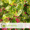Plant in a Box - Iresine Herbstii 'Yellow' - Gele Biefstukplant - Kamerplant - Pot 13cm - Hoogte 20-30cm