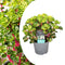 Plant in a Box - Iresine Herbstii 'Yellow' - Gele Biefstukplant - Kamerplant - Pot 13cm - Hoogte 20-30cm