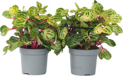 Plant in a Box - Iresine Herbstii 'Yellow' - Set van 2 - Gele Biefstukplant - Kamerplant - Pot 13cm - Hoogte 20-30cm