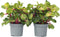 Plant in a Box - Iresine Herbstii 'Yellow' - Set van 2 - Gele Biefstukplant - Kamerplant - Pot 13cm - Hoogte 20-30cm