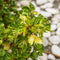 Plant in a Box - Iresine Herbstii 'Yellow' - Set van 2 - Gele Biefstukplant - Kamerplant - Pot 13cm - Hoogte 20-30cm