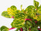Plant in a Box - Iresine Herbstii 'Yellow' - Set van 2 - Gele Biefstukplant - Kamerplant - Pot 13cm - Hoogte 20-30cm