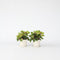 Plant in a Box - Iresine Herbstii 'Yellow' - Set van 2 - Gele Biefstukplant - Kamerplant - Pot 13cm - Hoogte 20-30cm