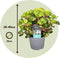 Plant in a Box - Iresine Herbstii 'Yellow' - Set van 2 - Gele Biefstukplant - Kamerplant - Pot 13cm - Hoogte 20-30cm