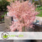 Plant in a Box - Japanese Maple 'Taylor' - Japanse Esdoorn winterhard - Limited edition Acer boom - Pot 19cm - Hoogte 50-60cm