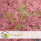 Plant in a Box - Japanese Maple 'Taylor' - Japanse Esdoorn winterhard - Limited edition Acer boom - Pot 19cm - Hoogte 50-60cm