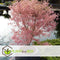 Plant in a Box - Japanese Maple 'Taylor' - Japanse Esdoorn winterhard - Limited edition Acer boom - Pot 19cm - Hoogte 50-60cm