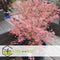 Plant in a Box - Japanese Maple 'Taylor' - Japanse Esdoorn winterhard - Limited edition Acer boom - Pot 19cm - Hoogte 50-60cm