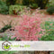 Plant in a Box - Japanese Maple 'Taylor' - Japanse Esdoorn winterhard - Limited edition Acer boom - Pot 19cm - Hoogte 50-60cm