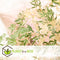 Plant in a Box - Japanese Maple 'Taylor' - Japanse Esdoorn winterhard - Limited edition Acer boom - Pot 19cm - Hoogte 50-60cm