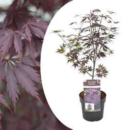 Plant in a Box - Japanse esdoorn 'Black Lace' - Japanse esdoorn winterhard - Pot 19cm - Hoogte 60-70cm