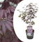 Plant in a Box - Japanse esdoorn 'Black Lace' - Japanse esdoorn winterhard - Pot 19cm - Hoogte 60-70cm