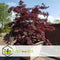 Plant in a Box - Japanse esdoorn 'Black Lace' - Japanse esdoorn winterhard - Pot 19cm - Hoogte 60-70cm