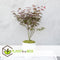 Plant in a Box - Japanse esdoorn 'Black Lace' - Japanse esdoorn winterhard - Pot 19cm - Hoogte 60-70cm