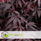 Plant in a Box - Japanse esdoorn 'Black Lace' - Japanse esdoorn winterhard - Pot 19cm - Hoogte 60-70cm