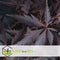 Plant in a Box - Japanse esdoorn 'Black Lace' - Japanse esdoorn winterhard - Pot 19cm - Hoogte 60-70cm