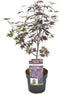 Plant in a Box - Japanse esdoorn 'Black Lace' - Japanse esdoorn winterhard - Pot 19cm - Hoogte 60-70cm