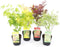 Plant in a Box - Japanse Esdoorn bomen winterhard - Set van 4 - Acer palmatum 'Atropurpureum', 'Going Green', 'Orange Dream', 'Butterfly' - Pot 10,5cm - Hoogte 25-40cm
