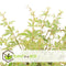 Plant in a Box - Japanse Esdoorn bomen winterhard - Set van 4 - Acer palmatum 'Atropurpureum', 'Going Green', 'Orange Dream', 'Butterfly' - Pot 10,5cm - Hoogte 25-40cm