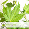 Plant in a Box - Japanse Esdoorn bomen winterhard - Set van 4 - Acer palmatum 'Atropurpureum', 'Going Green', 'Orange Dream', 'Butterfly' - Pot 10,5cm - Hoogte 25-40cm