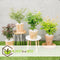 Plant in a Box - Japanse Esdoorn bomen winterhard - Set van 4 - Acer palmatum 'Atropurpureum', 'Going Green', 'Orange Dream', 'Butterfly' - Pot 10,5cm - Hoogte 25-40cm