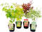 Plant in a Box - Japanse Esdoorn bomen winterhard - Set van 4 - Acer palmatum 'Atropurpureum', 'Going Green', 'Orange Dream', 'Butterfly' - Pot 10,5cm - Hoogte 25-40cm
