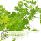 Plant in a Box - Japanse Esdoorn bomen winterhard - Set van 4 - Acer palmatum 'Atropurpureum', 'Going Green', 'Orange Dream', 'Butterfly' - Pot 10,5cm - Hoogte 25-40cm