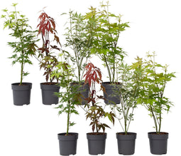 Plant in a Box - Japanse Esdoorn bomen winterhard - Set van 8 - Acer palmatum 'Atropurpureum', 'Going Green', 'Orange Dream', 'Butterfly' - Pot 10,5cm - Hoogte 25-40cm