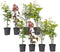 Plant in a Box - Japanse Esdoorn bomen winterhard - Set van 8 - Acer palmatum 'Atropurpureum', 'Going Green', 'Orange Dream', 'Butterfly' - Pot 10,5cm - Hoogte 25-40cm