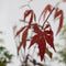 Plant in a Box - Japanse Esdoorn bomen winterhard - Set van 8 - Acer palmatum 'Atropurpureum', 'Going Green', 'Orange Dream', 'Butterfly' - Pot 10,5cm - Hoogte 25-40cm