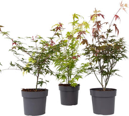 Plant in a Box - Japanse Esdoorn - Set van 3 - Pot 19cm - Hoogte 60-70cm - Acer palmatum 'Atropurpureum', 'Beni Maiko' & 'Orange Dream' - Winterhard