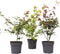 Plant in a Box - Japanse Esdoorn - Set van 3 - Pot 19cm - Hoogte 60-70cm - Acer palmatum 'Atropurpureum', 'Beni Maiko' & 'Orange Dream' - Winterhard