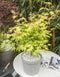 Plant in a Box - Japanse Esdoorn - Set van 3 - Pot 19cm - Hoogte 60-70cm - Acer palmatum 'Atropurpureum', 'Beni Maiko' & 'Orange Dream' - Winterhard
