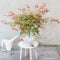 Plant in a Box - Japanse Esdoorn - Set van 3 - Pot 19cm - Hoogte 60-70cm - Acer palmatum 'Atropurpureum', 'Beni Maiko' & 'Orange Dream' - Winterhard
