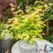 Plant in a Box - Japanse Esdoorn - Set van 3 - Pot 19cm - Hoogte 60-70cm - Acer palmatum 'Atropurpureum', 'Beni Maiko' & 'Orange Dream' - Winterhard