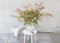 Plant in a Box - Japanse Esdoorn - Set van 3 - Pot 19cm - Hoogte 60-70cm - Acer palmatum 'Atropurpureum', 'Beni Maiko' & 'Orange Dream' - Winterhard