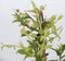 Plant in a Box - Jasmijn 'Summer Scent' - Set van 3 - Jasminum x stephanense - Roze - Pot 9 cm - Hoogte 25-40 cm