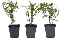 Plant in a Box - Jasmijn 'Summer Scent' - Set van 6 - Jasminum x stephanense - Roze - Pot 9 cm - Hoogte 25-40 cm
