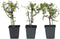 Plant in a Box - Jasmijn 'Summer Scent' - Set van 6 - Jasminum x stephanense - Roze - Pot 9 cm - Hoogte 25-40 cm