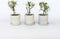 Plant in a Box - Jasmijn 'Summer Scent' - Set van 6 - Jasminum x stephanense - Roze - Pot 9 cm - Hoogte 25-40 cm
