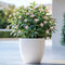Plant in a Box - Jasmijn 'Summer Scent' - Set van 6 - Jasminum x stephanense - Roze - Pot 9 cm - Hoogte 25-40 cm