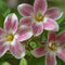 Plant in a Box - Jasmijn 'Summer Scent' - Set van 6 - Jasminum x stephanense - Roze - Pot 9 cm - Hoogte 25-40 cm