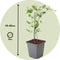 Plant in a Box - Jasmijn 'Summer Scent' - Set van 6 - Jasminum x stephanense - Roze - Pot 9 cm - Hoogte 25-40 cm