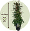 Plant in a Box - Jasminum polyanthum - Jasmijn tuinplant Piramide - Groenblijvende klimplant - Pot 17cm - Hoogte 60-70cm