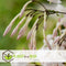 Plant in a Box - Jasminum polyanthum - Jasmijn tuinplant Piramide - Groenblijvende klimplant - Pot 17cm - Hoogte 60-70cm
