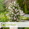 Plant in a Box - Jasminum polyanthum - Jasmijn tuinplant Piramide - Groenblijvende klimplant - Pot 17cm - Hoogte 60-70cm