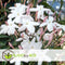 Plant in a Box - Jasminum polyanthum - Jasmijn tuinplant Piramide - Groenblijvende klimplant - Pot 17cm - Hoogte 60-70cm