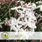 Plant in a Box - Jasminum polyanthum - Jasmijn tuinplant Piramide - Groenblijvende klimplant - Pot 17cm - Hoogte 60-70cm